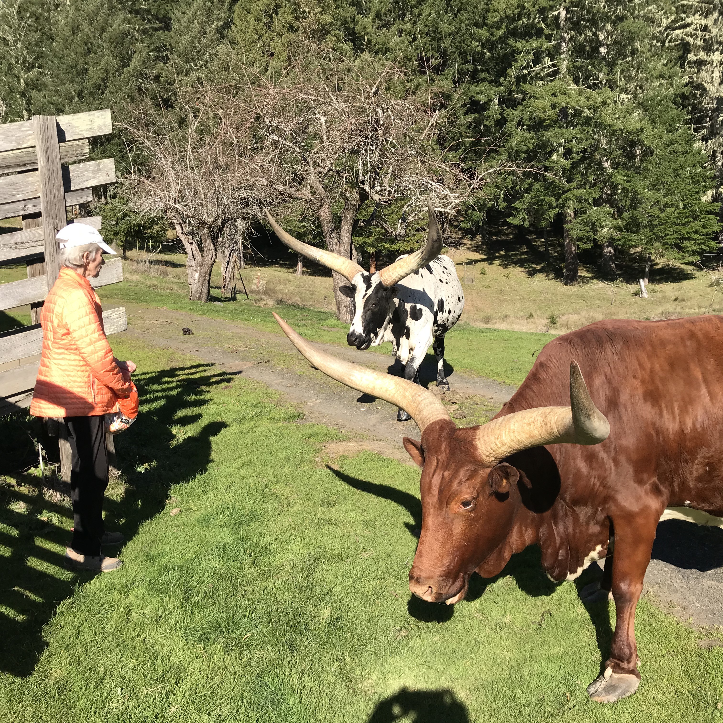Lois in Maple Creek with Michael and the Watussi cows